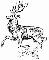 Олень могучий Тонконогий к спине откинув тяжкие рога