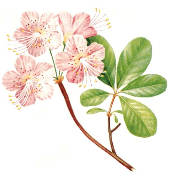 Багульник рисунок