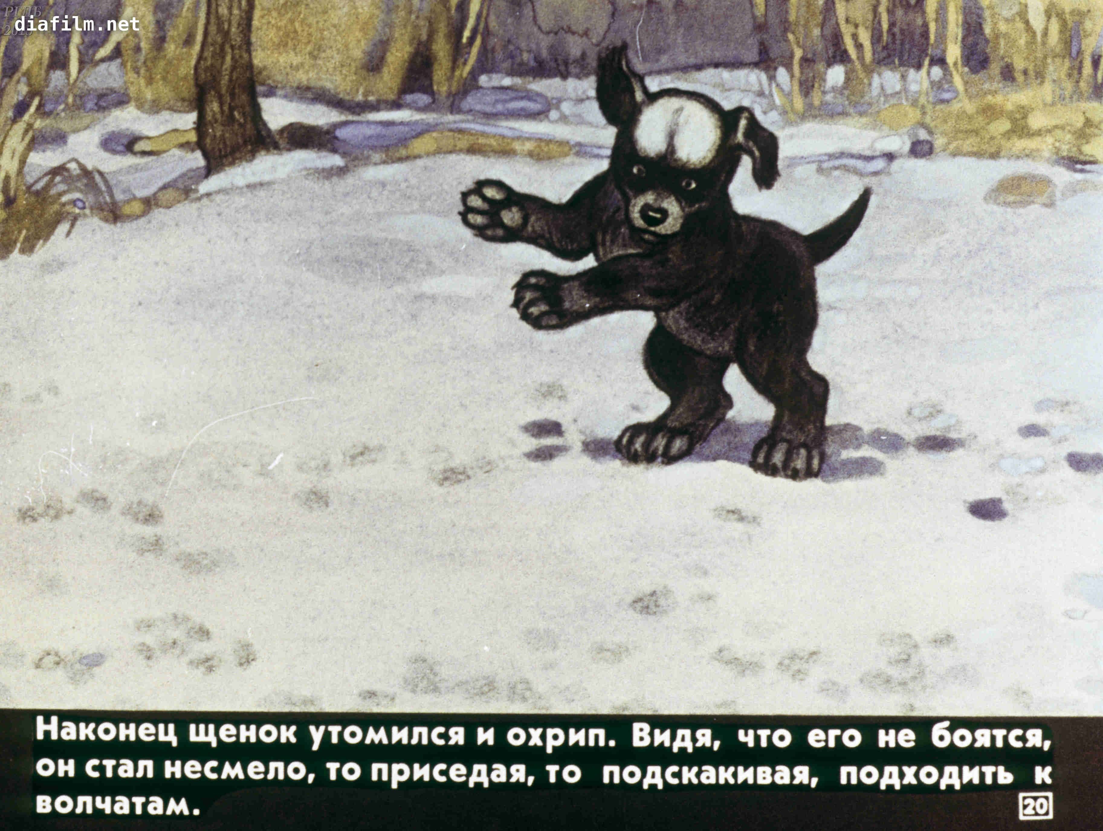 Иллюстрация к рассказу белолобый