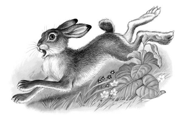 Хитрюга Носова