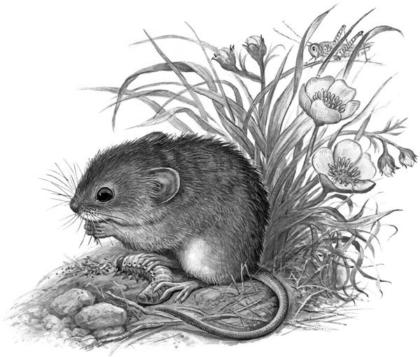 Виталий Бианки мышонок пик иллюстрации