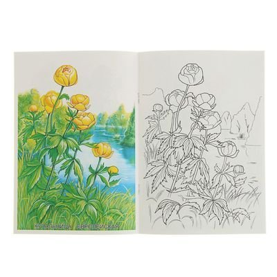 Полевые цветы раскраска