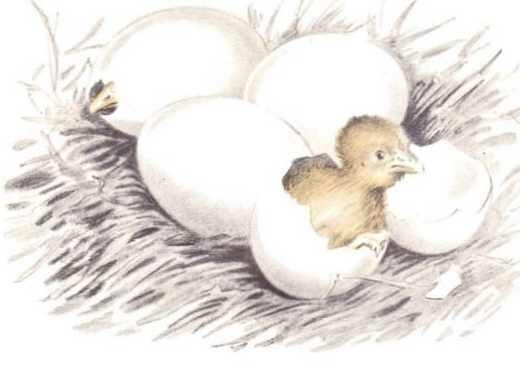 Константин Ушинский чужое яичко