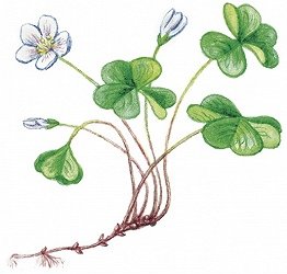 Снег и Кисличка