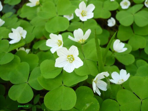 Кислица информация