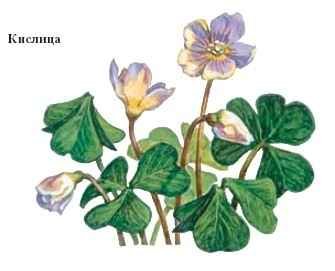Кислица растение рисунок
