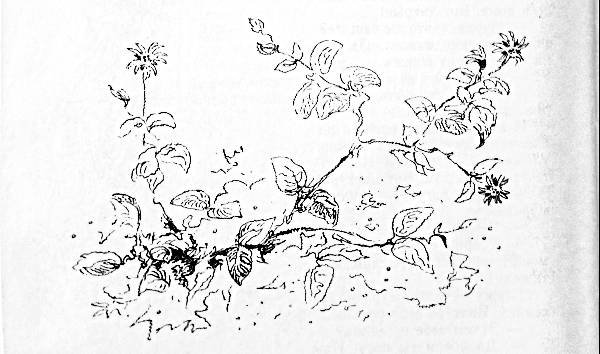 Растения барометры