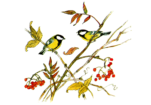 Синичка Зинька Бианки