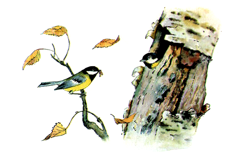 Синичка Зинька Бианки