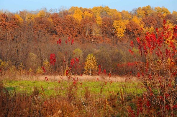 Осень наступила рисунок