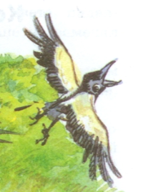 Сорока пришвин