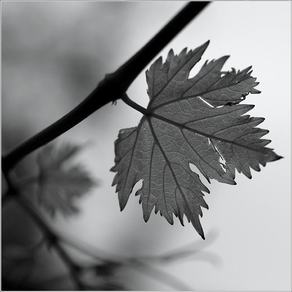 Последний лист книга