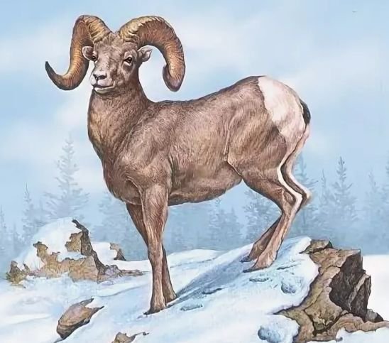 Хетагуров дикий баран