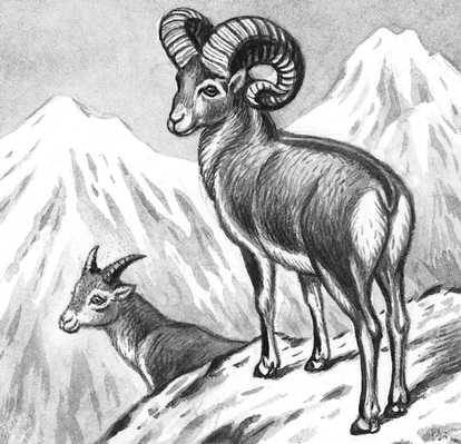 Алтайский аргали