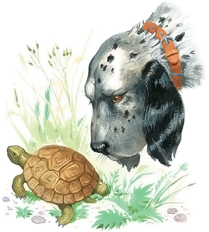 Толстой Булька черепаха