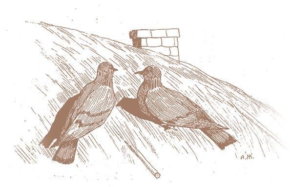 Принт John Gould Birds great Britain 1st Edition 1862