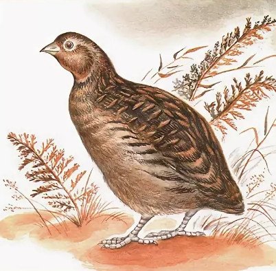 Перепелка рисунок