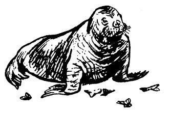 Вера Чаплина морж Нюрка