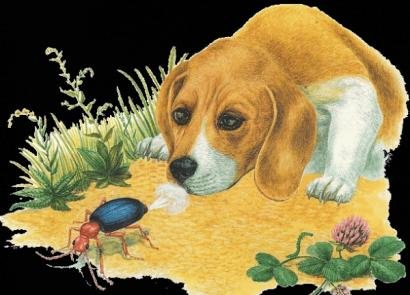 М пришвин первая охота рассказы