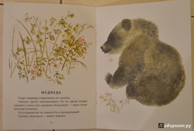 Произведение про медведя. Медведь Чарушина. Медвежата Чарушина.
