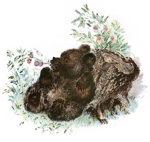 Чарушин медвежата книга