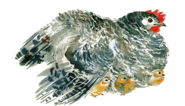 Чарушин Курочка