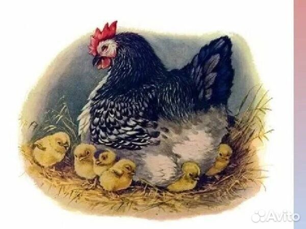 Е Чарушин Курочка