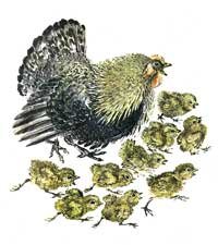 Е Чарушин Курочка