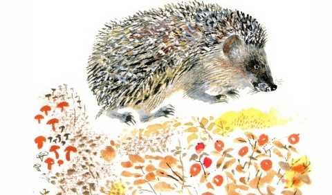 Евгений Чарушин страшный рассказ иллюстрации