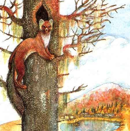 Белогрудка Астафьев