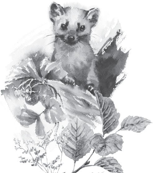 Астафьев Виктор "Белогрудка"