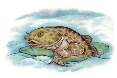 Налим рисунок