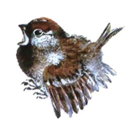 Евгений Иванович Чарушин Воробей