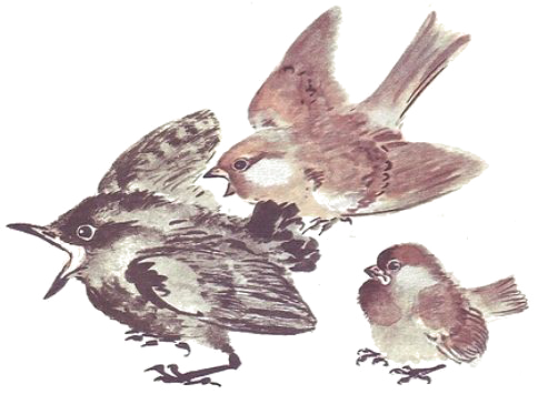 Евгений Чарушин Воробей