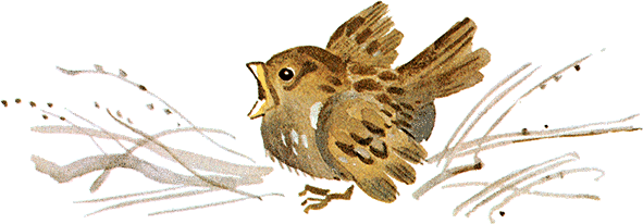 Иллюстрации Чарушина Воробьишко