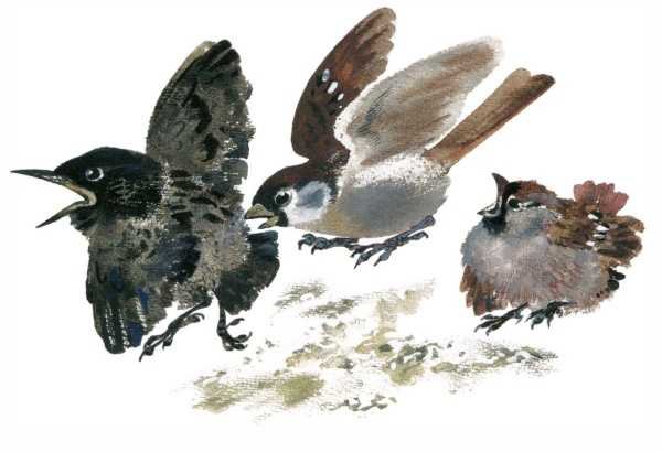 Евгений Чарушин Воробей