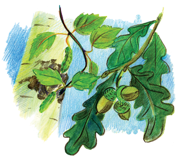 У дуба у березы Фет