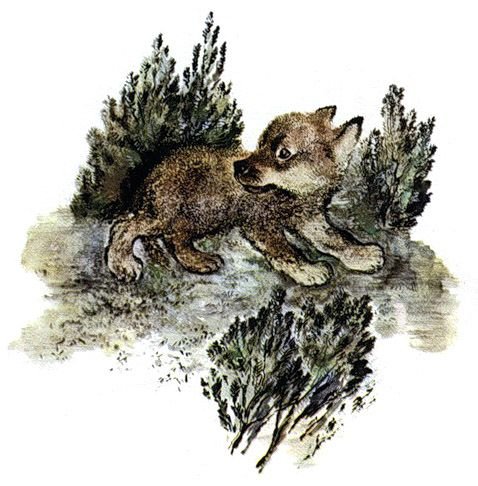 Иллюстрации Чарушина Волчишко