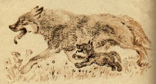 Е И Чарушин волк