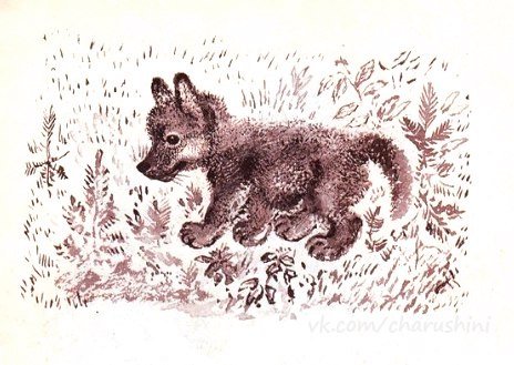 Чарушин Волчишко иллюстрации к рассказу