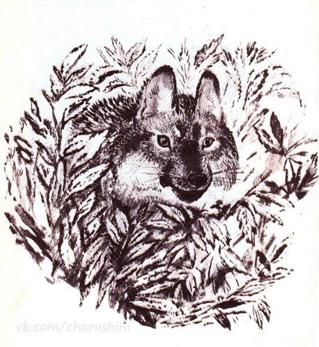 Чарушин Евгений Иванович Волчишко