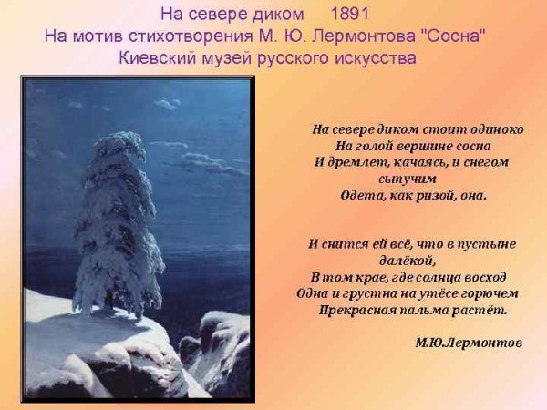 Сосна на севере диком