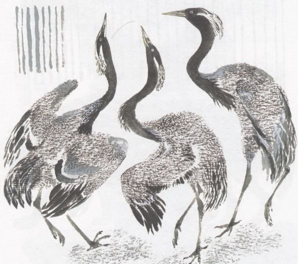 Чарушин кабан иллюстрации