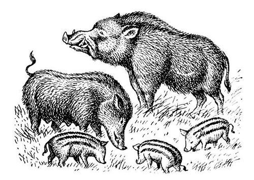 Е И Чарушин кабан