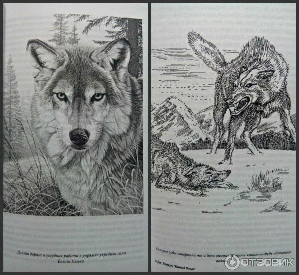 Иллюстратор Джека Лондона белый клык