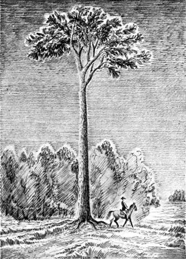 Анчар Пушкин стихотворение