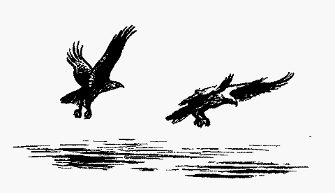 Орлан белохвост рисунок