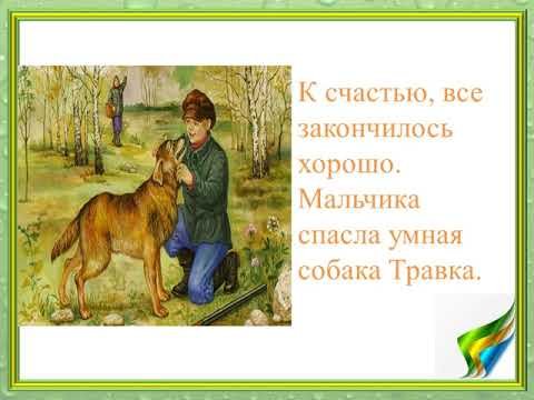 Кладовая солнца собака