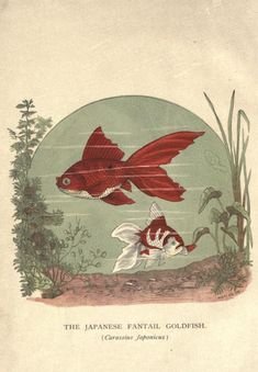 Псков Золотая рыбка кафе Золотая