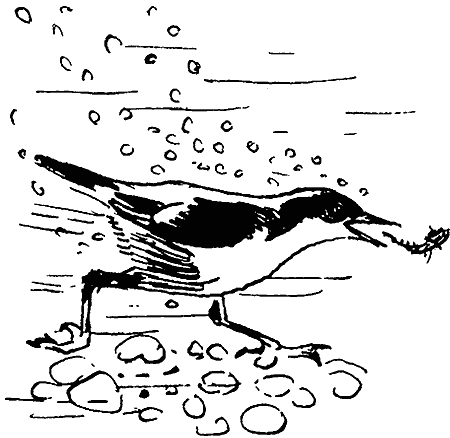 Бианки оляпка